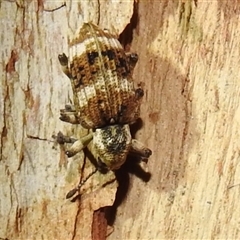 Pelororhinus transversus at Kambah, ACT - 31 Dec 2024