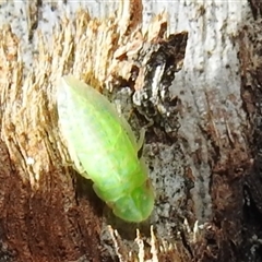 Ledrinae (subfamily) (A Flat-headed Leafhopper) at Kambah, ACT - 31 Dec 2024 by HelenCross