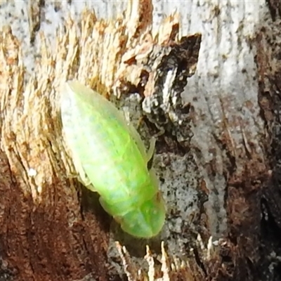 Ledrinae (subfamily) (A Flat-headed Leafhopper) at Kambah, ACT - 31 Dec 2024 by HelenCross