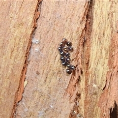 Unverified Insect by HelenCross