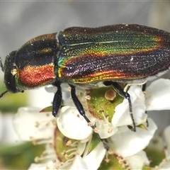 Selagis caloptera (Caloptera jewel beetle) at Oallen, NSW - 30 Dec 2024 by Harrisi