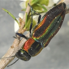 Selagis caloptera at Oallen, NSW - 30 Dec 2024