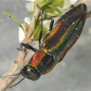 Selagis caloptera at Oallen, NSW - 30 Dec 2024