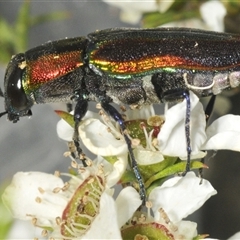 Selagis caloptera at Oallen, NSW - 30 Dec 2024