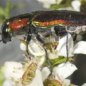 Selagis caloptera at Oallen, NSW - 30 Dec 2024