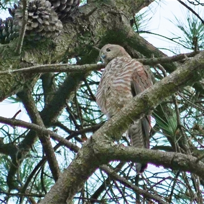 Tachyspiza cirrocephala (Collared Sparrowhawk) at Latham, ACT - 27 Jan 2019 by Untidy