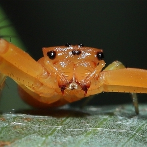 Arkys walckenaeri (Triangle spider) at Acton, ACT by TimL