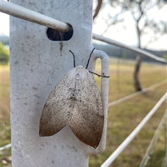 Gastrophora henricaria (Fallen-bark Looper, Beautiful Leaf Moth) at Wamboin, NSW - 31 Dec 2024 by ChrisM