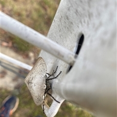 Gastrophora henricaria at Wamboin, NSW - 1 Jan 2025