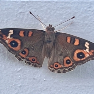 Junonia villida at Kingston, ACT - 28 Dec 2024 08:06 PM