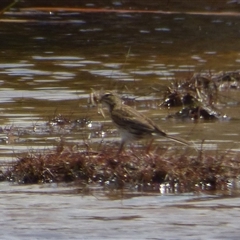 Anthus australis (Australian Pipit) at Southwest, TAS - 31 Dec 2024 by VanessaC