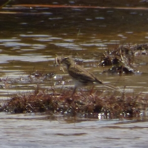 Pluvialis fulva at Southwest, TAS by VanessaC