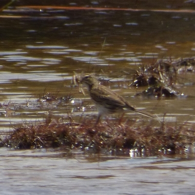 Anthus australis (Australian Pipit) at Southwest, TAS - 31 Dec 2024 by VanessaC