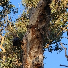 Callocephalon fimbriatum at Deakin, ACT - suppressed