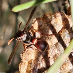 Ropalidia plebeiana (Small brown paper wasp) at Burrinjuck, NSW - 31 Dec 2024 by Bidge