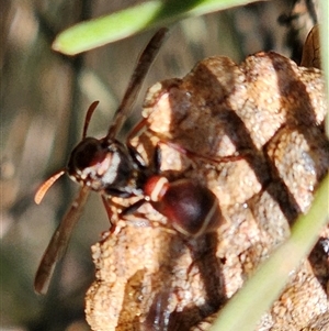 Ropalidia plebeiana (Small brown paper wasp) at Burrinjuck, NSW by Bidge