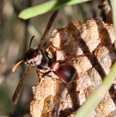 Ropalidia plebeiana (Small brown paper wasp) at Burrinjuck, NSW - 1 Jan 2025 by Bidge