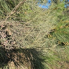 Ropalidia plebeiana at Burrinjuck, NSW - 1 Jan 2025