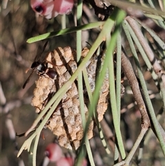 Ropalidia plebeiana at Burrinjuck, NSW - 1 Jan 2025