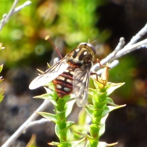 Pelecorhynchus eristaloides at Southwest, TAS by VanessaC