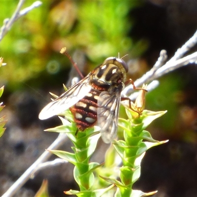 Unidentified Pelecorhynchid fly (Pelecorhynchidae) at Southwest, TAS - 31 Dec 2024 by VanessaC