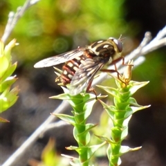 Pelecorhynchus eristaloides at Southwest, TAS - 31 Dec 2024