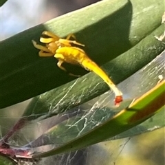 Arachnura higginsi (Scorpion-tailed Spider) at Callala Bay, NSW - 1 Jan 2025 by Diana