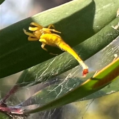 Unidentified Other Arthropod at Callala Bay, NSW - 31 Dec 2024 by Diana