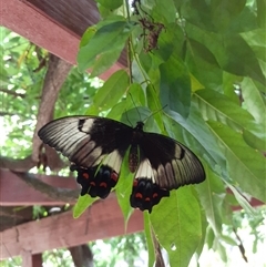 Papilio aegeus (Orchard Swallowtail, Large Citrus Butterfly) at Ainslie, ACT - 1 Jan 2025 by annmhare