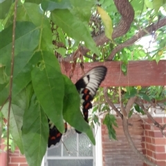 Papilio aegeus at Ainslie, ACT - suppressed