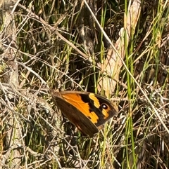 Heteronympha merope at Yanakie, VIC - 31 Dec 2024 by Louisab