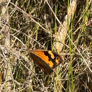 Heteronympha merope at Yanakie, VIC - 1 Jan 2025