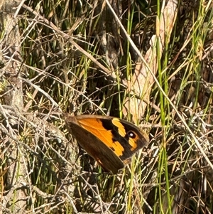 Heteronympha merope at Yanakie, VIC - 1 Jan 2025 08:47 AM