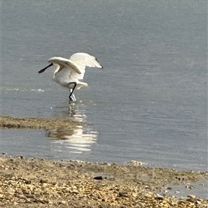 Platalea regia (Royal Spoonbill) at Yanakie, VIC by Louisab