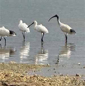 Platalea regia at Yanakie, VIC - 31 Dec 2024 08:53 AM
