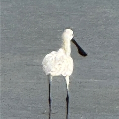 Platalea regia at Yanakie, VIC - 31 Dec 2024 08:53 AM