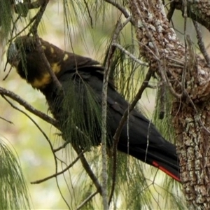 Calyptorhynchus lathami lathami at Couridjah, NSW - suppressed