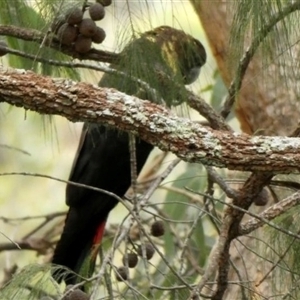 Calyptorhynchus lathami lathami at Couridjah, NSW - suppressed