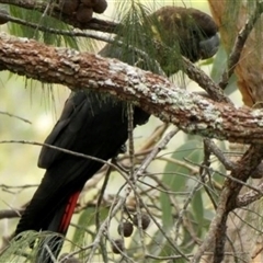 Calyptorhynchus lathami lathami at Couridjah, NSW - suppressed