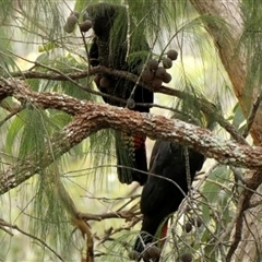 Calyptorhynchus lathami lathami at Couridjah, NSW - suppressed