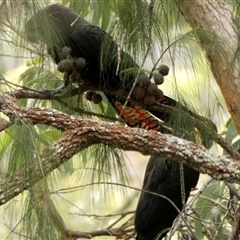 Calyptorhynchus lathami lathami at Couridjah, NSW - suppressed