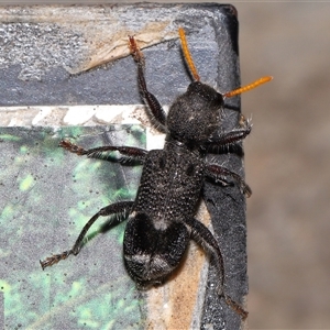 Trogodendron fasciculatum (Yellow-horned Clerid) at Canberra, ACT by TimL