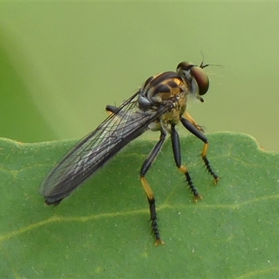 Ommatius coeraebus (a robber fly) at Braemar, NSW - 22 Dec 2024 by Curiosity