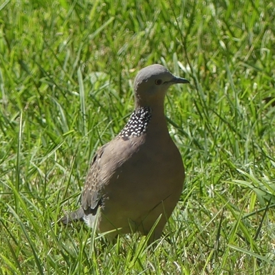 Spilopelia chinensis (Spotted Dove) at Braemar, NSW - 24 Dec 2024 by Curiosity