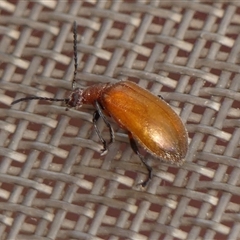 Ecnolagria grandis (Honeybrown beetle) at Braemar, NSW - 26 Dec 2024 by Curiosity