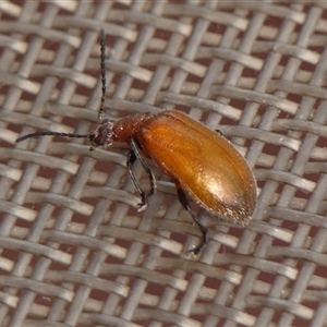 Ecnolagria grandis at Braemar, NSW - 26 Dec 2024