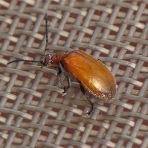 Ecnolagria grandis at Braemar, NSW - 26 Dec 2024 10:09 AM