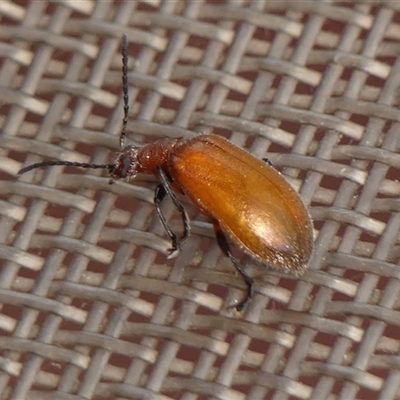 Ecnolagria grandis (Honeybrown beetle) at Braemar, NSW - 25 Dec 2024 by Curiosity