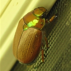 Anoplognathus brunnipennis (Green-tailed Christmas beetle) at Braemar, NSW - 26 Dec 2024 by Curiosity