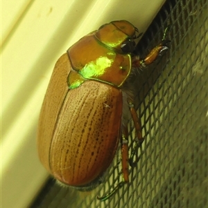 Anoplognathus brunnipennis at Braemar, NSW - 27 Dec 2024